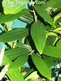 دارچین ویتنامی، Cinnamomum aromaticum,سلیخه,Chinese cassia,دارچین خطایی